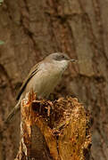 Eastern Orphean Warbler