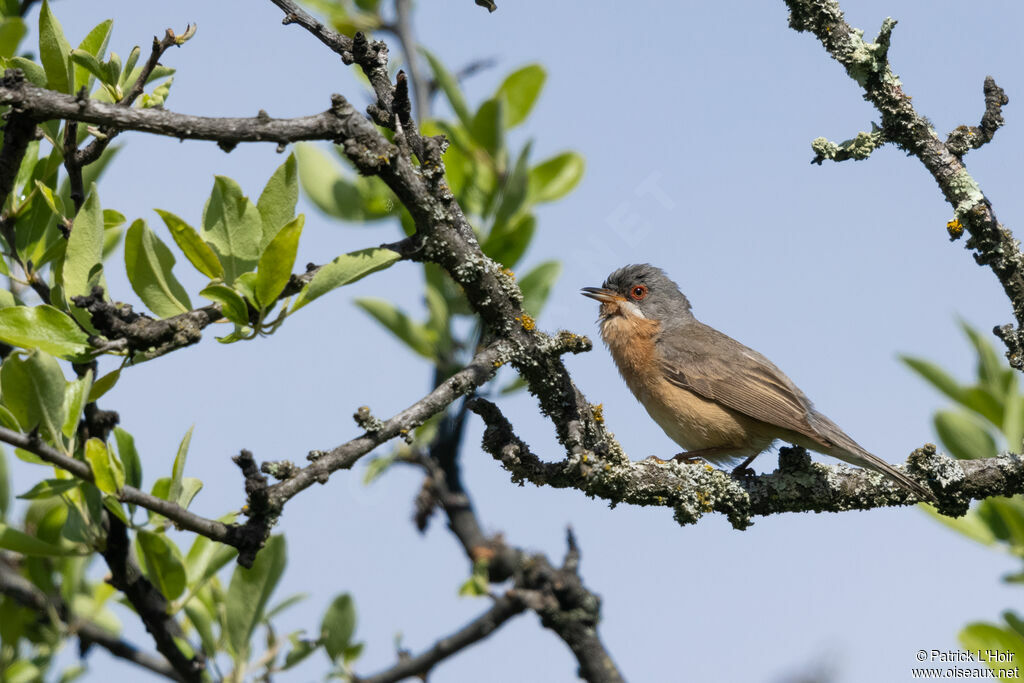 Western Subalpine Warbler male adult breeding