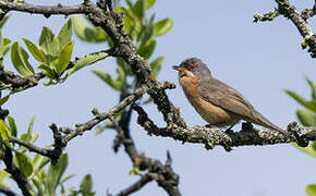 Western Subalpine Warbler