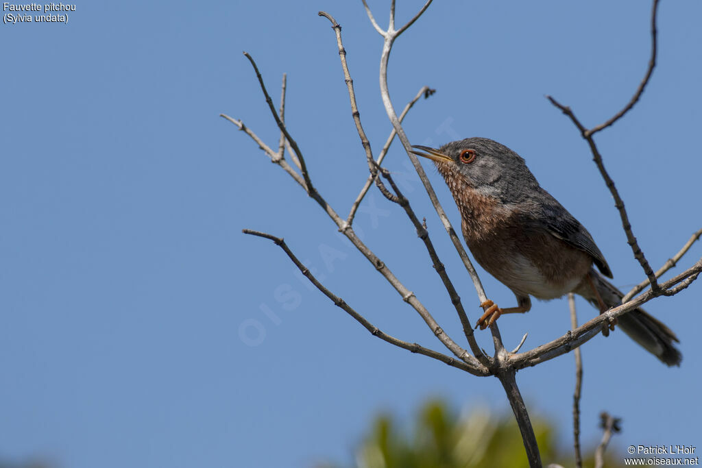 Dartford Warbler male adult breeding, close-up portrait, song