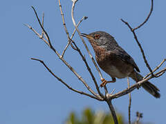 Dartford Warbler