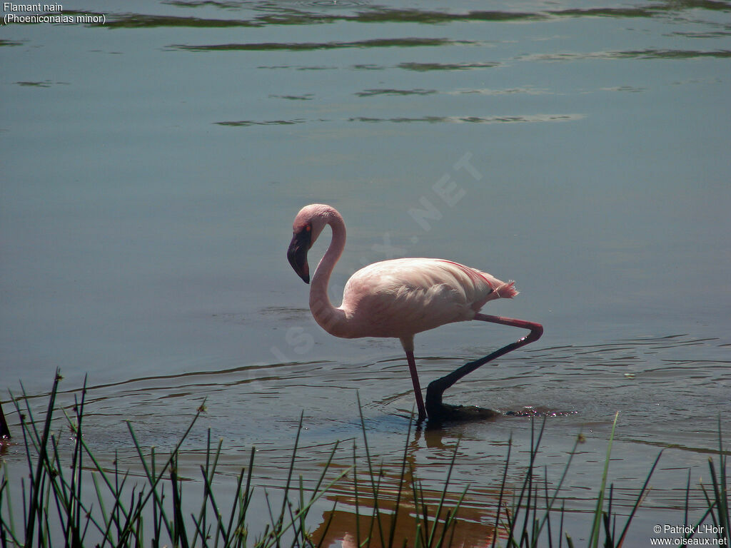 Lesser Flamingo