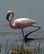 Lesser Flamingo