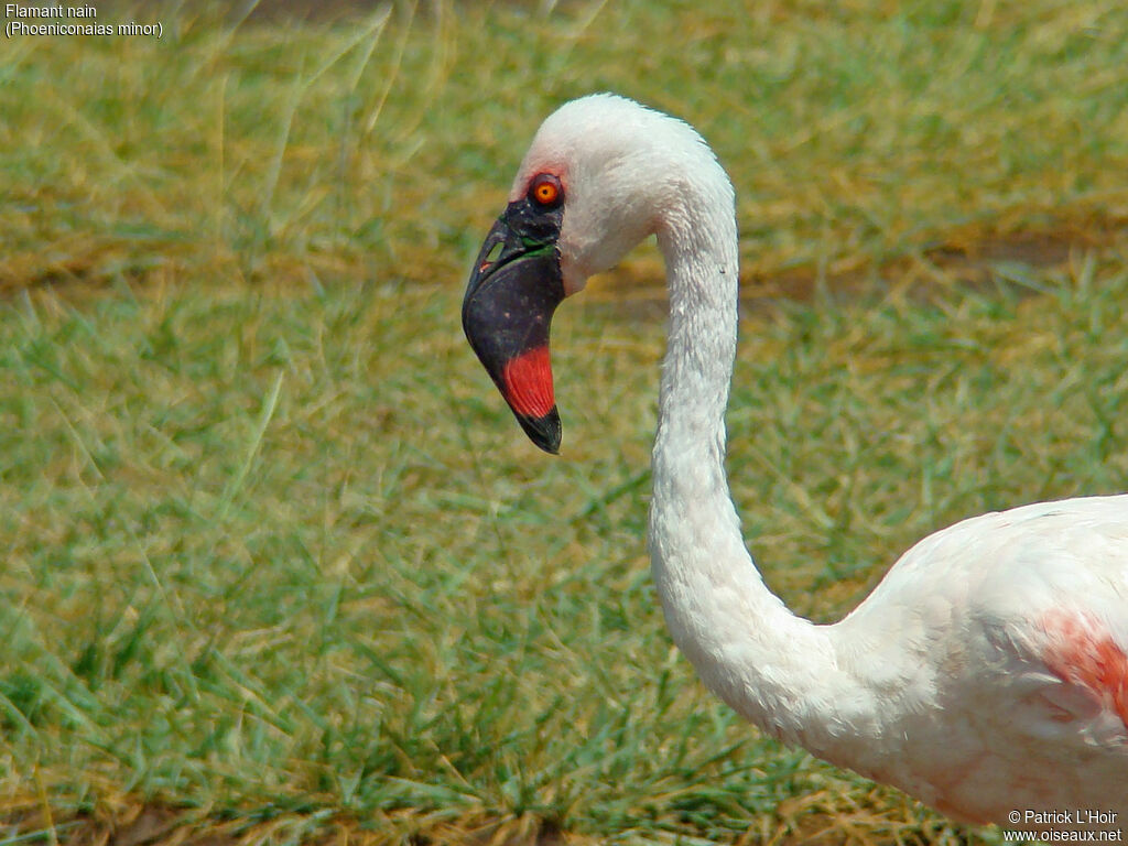 Lesser Flamingo