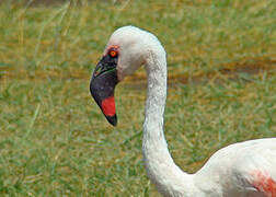 Lesser Flamingo