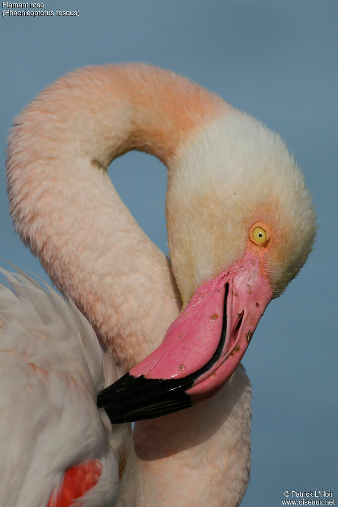 Flamant rose