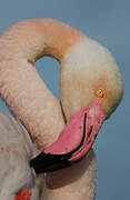 Greater Flamingo