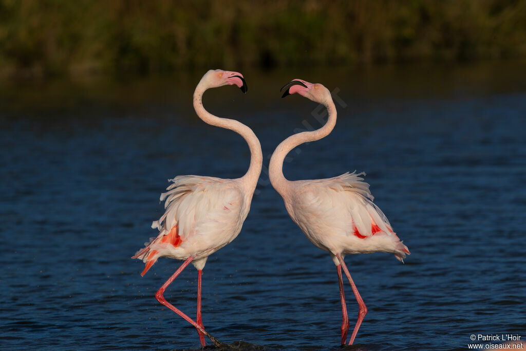 Flamant rose