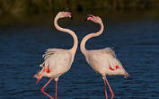 Flamant rose