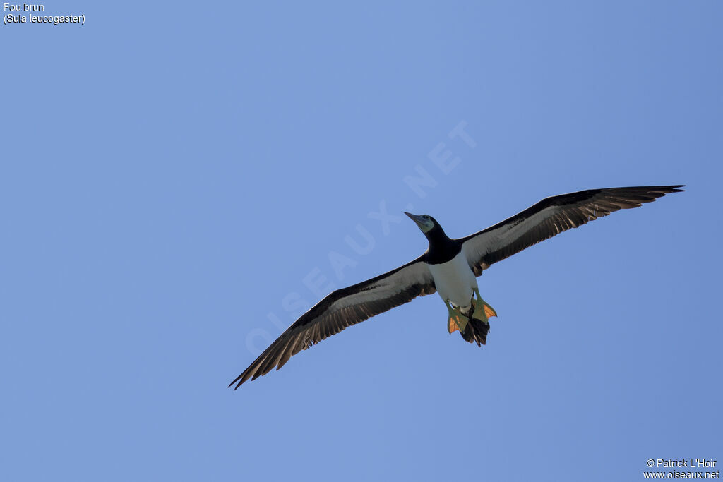 Brown Booby