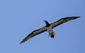 Brown Booby