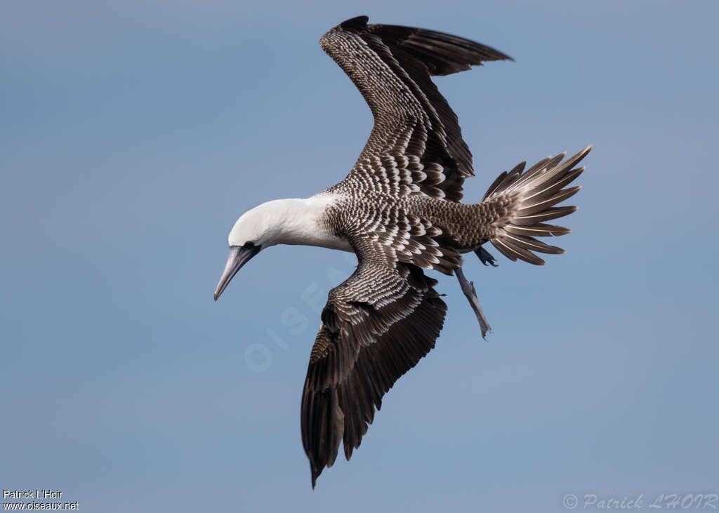 Fou variéadulte, pêche/chasse