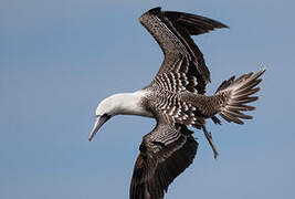 Peruvian Booby