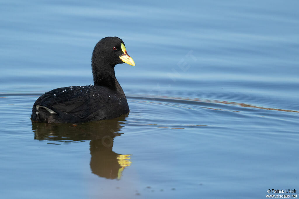 Red-gartered Coot