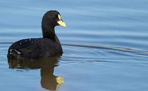 Red-gartered Coot