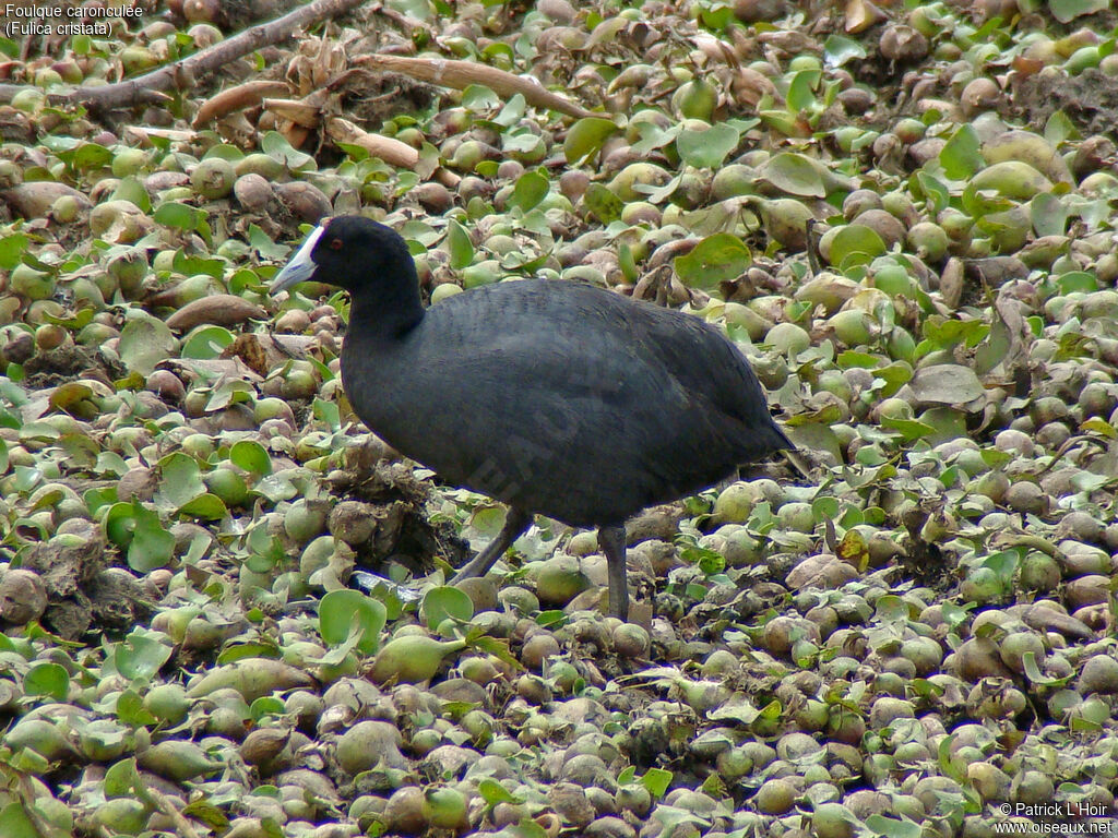 Red-knobbed Coot