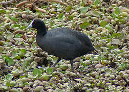 Red-knobbed Coot