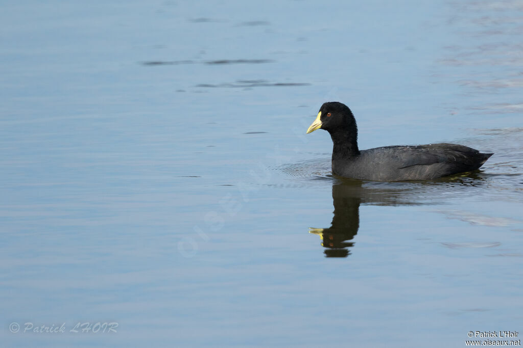 Foulque leucoptère