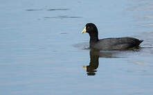 Foulque leucoptère