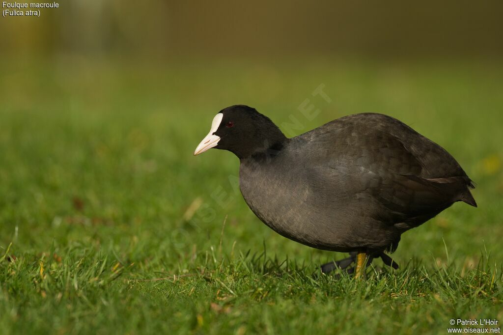 Eurasian Coot