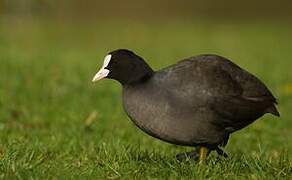 Eurasian Coot