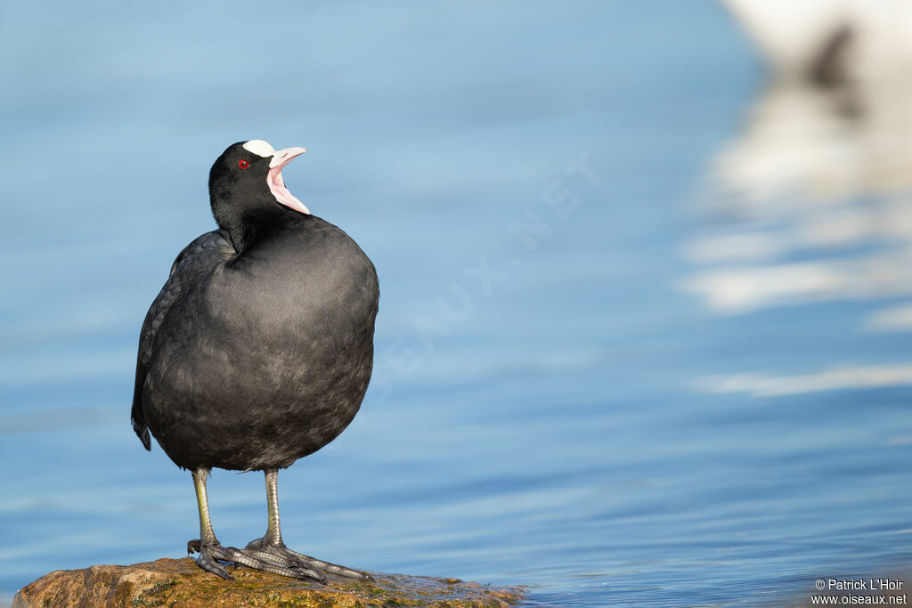 Eurasian Coot