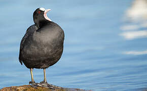 Eurasian Coot