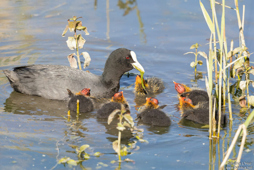 Eurasian Coot