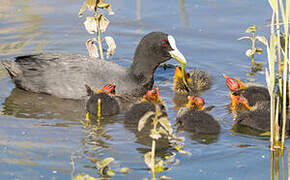 Eurasian Coot