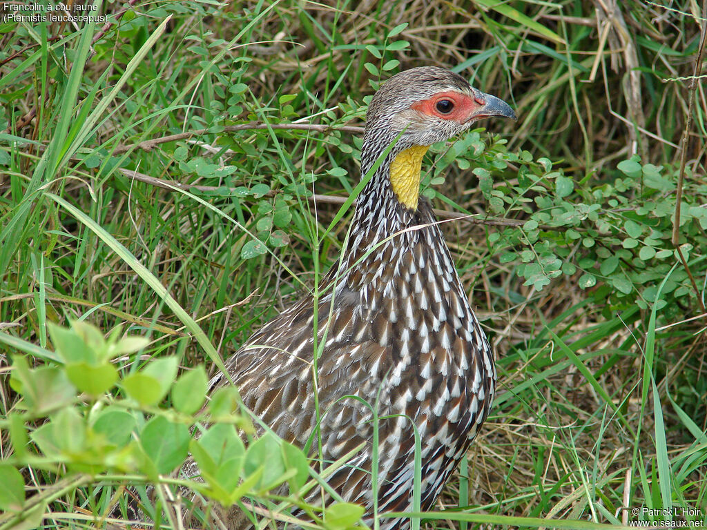 Yellow-necked Spurfowl