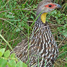 Francolin à cou jaune