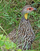 Francolin à cou jaune