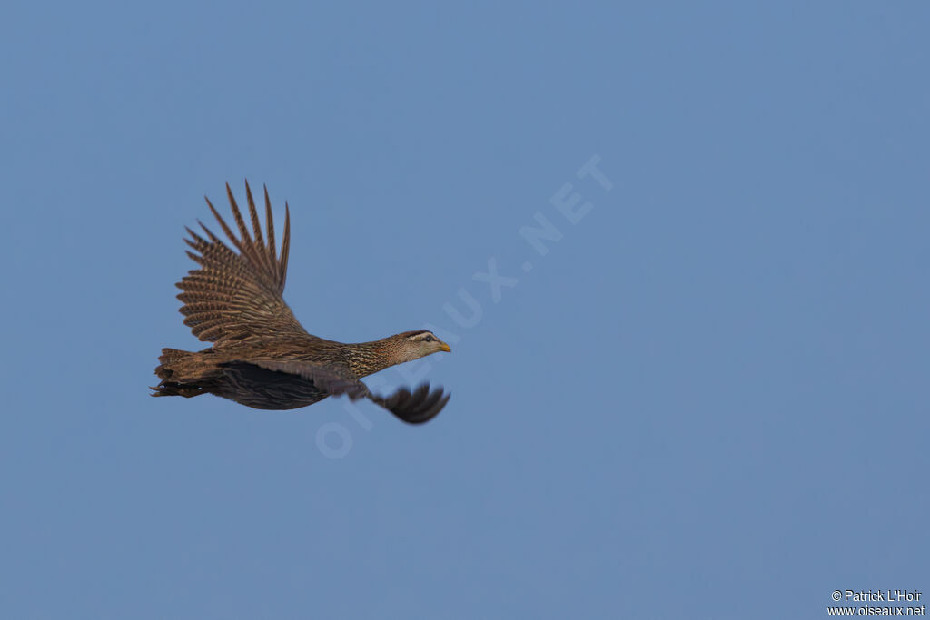 Double-spurred Spurfowl