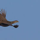Francolin à double éperon