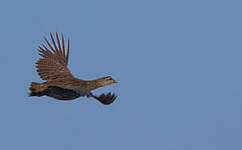 Francolin à double éperon