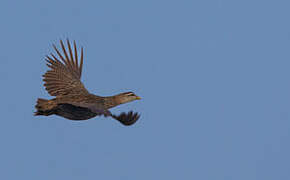 Double-spurred Spurfowl