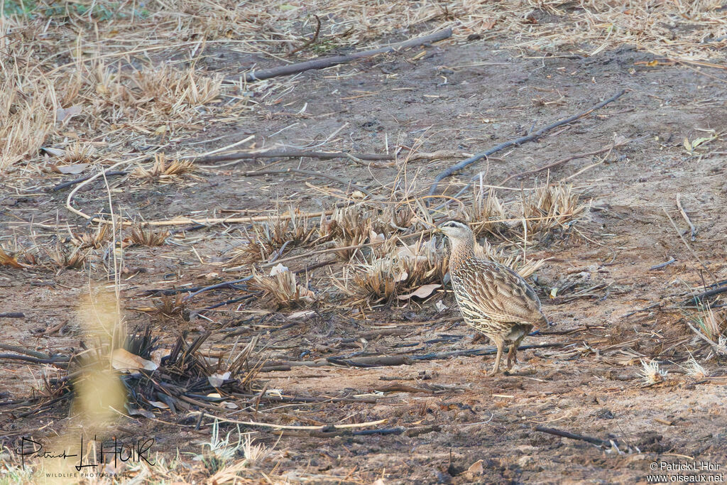 Francolin à double éperon