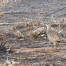 Francolin à double éperon