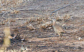 Double-spurred Spurfowl