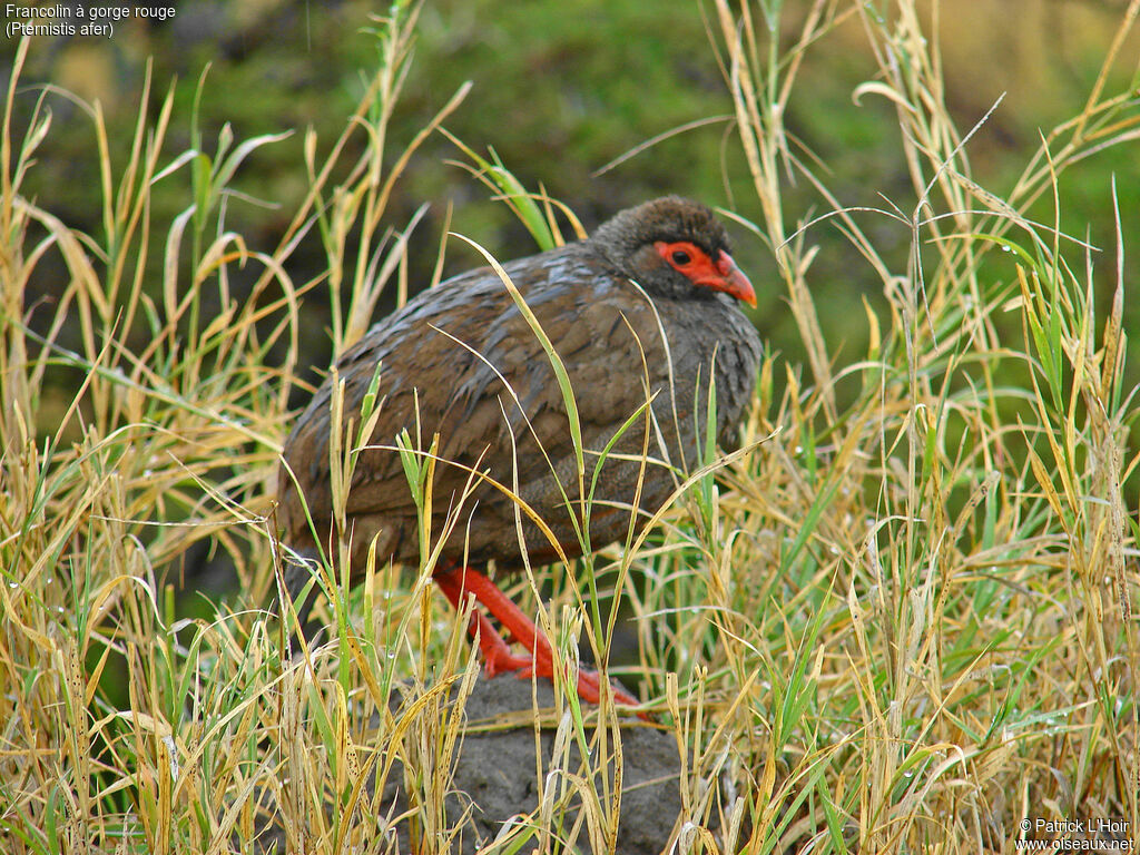 Francolin à gorge rouge