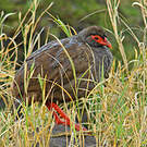 Francolin à gorge rouge