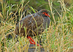 Red-necked Spurfowl