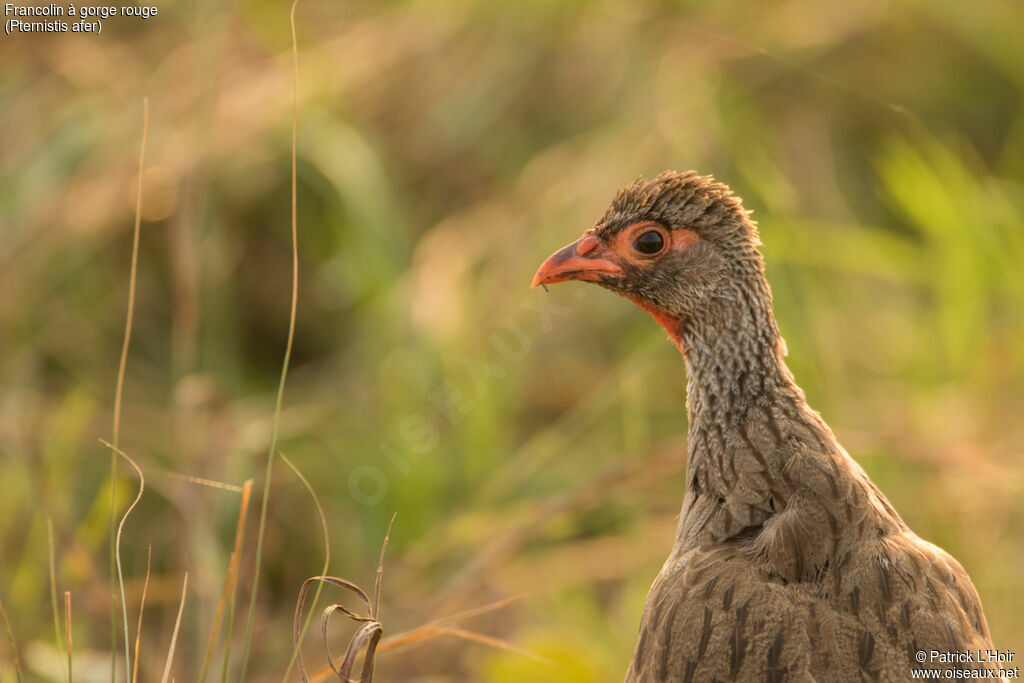 Francolin à gorge rouge