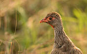 Francolin à gorge rouge