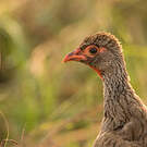 Francolin à gorge rouge