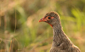 Red-necked Spurfowl