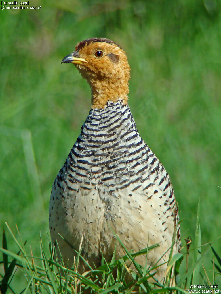 Coqui Francolin