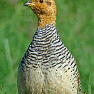 Francolin coqui