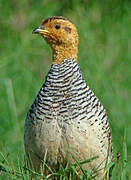 Francolin coqui