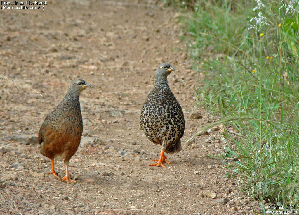 Hildebrandt's Spurfowl adult